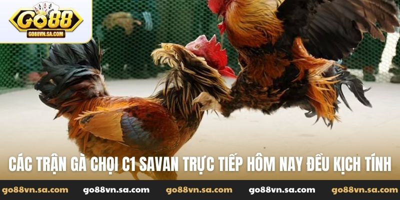 Các trận gà chọi C1 Savan trực tiếp hôm nay đều kịch tính