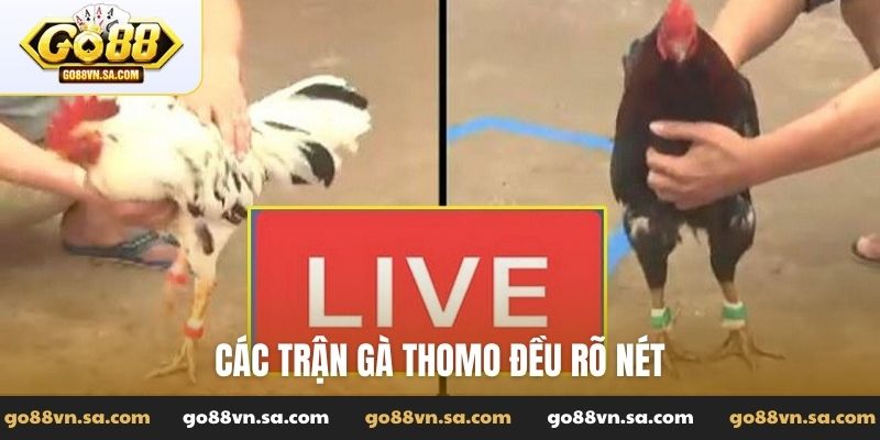 Các trận gà Thomo đều rõ nét