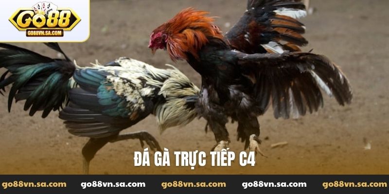 Đá gà trực tiếp C4