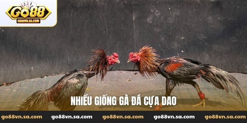 Nhiều giống gà đá cựa dao