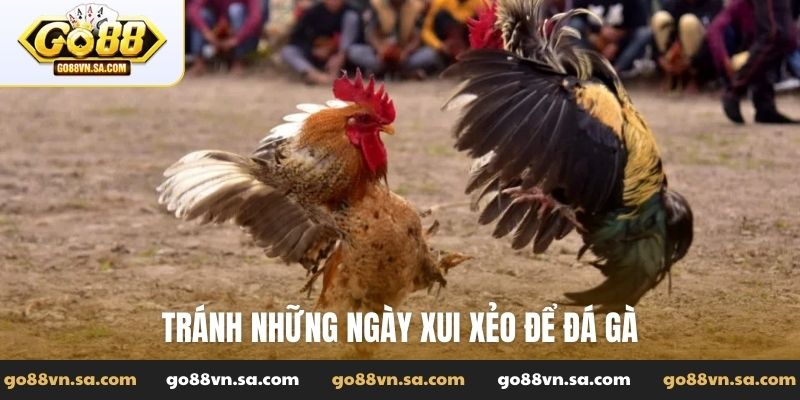 Tránh những ngày xui xẻo để đá gà